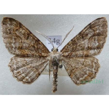 Alcis repandata (Linnaeus, 1758) male Przylepek nagrabek Czech34g